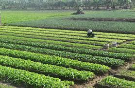 Initier les activités agropastorales